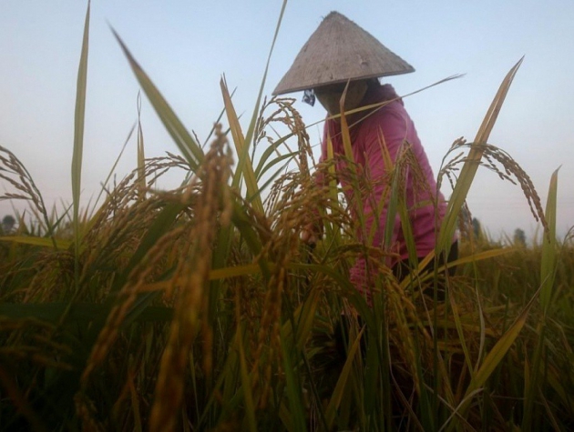 Giá lúa gạo hôm nay ngày 5/9: Giá gạo đi ngang